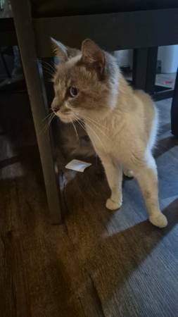 Lost cat 1