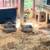 Barn Cats for Rodent Control - Neutered/vaccinated/delivered FREE! 20 thumbnail