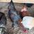Black copper maran roosters 1 thumbnail