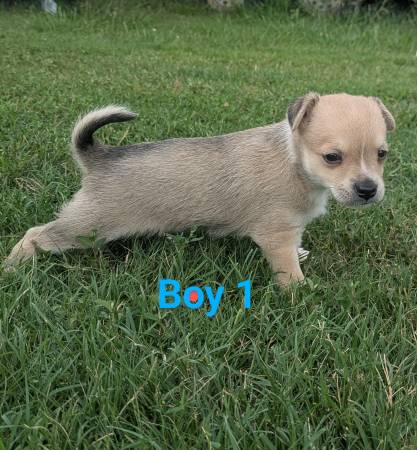 Cruce de maltés y yorkie (Albertville)63483241872129122
