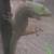 Standing Day Gecko 1 thumbnail