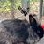 Rabbits - Hollander lop/ Dutch cross and Flemish 2 thumbnail
