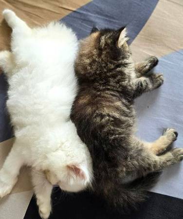 Loves Persian Kittens (702-8eight5-0582)63870036983171120