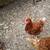 Chickens 2 thumbnail
