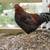 Partridge Chantecler roosters from Sandhill Preservation Center 1 thumbnail