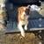 Full blooded Border collie 1 thumbnail
