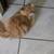 Persian Cat Male 2 thumbnail