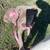American pitbull 1 thumbnail