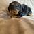Dachshund Puppies 2 thumbnail