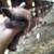 pedigree holland lop rabbits 18 thumbnail