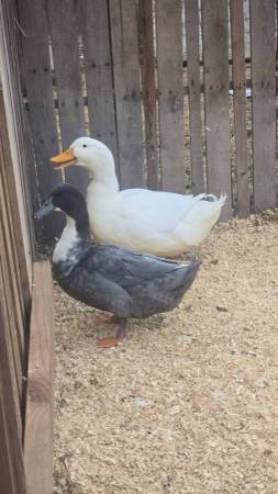 Ducks (Pleasanton)63903109837826121