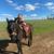 Morgan mare 4 thumbnail
