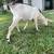 Good goats, two does, one buckling 5 thumbnail