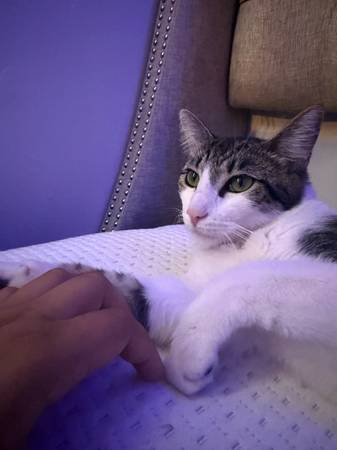 CAT (Los Ángeles 90023)63829610123649124