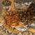 Polish Silkie chicken 1 thumbnail