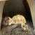 Bonded Pair of Male Sulcata Tortoises 2 thumbnail