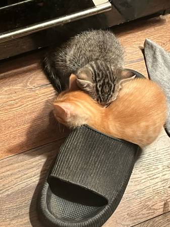 2 KITTENS FOR ADOPTION (Hollywood)63936142316419123