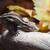 Crested Geckos 9 thumbnail