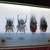 4 Goliath beetles in Display Case. 2 thumbnail