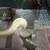 Albino ball python 2 thumbnail
