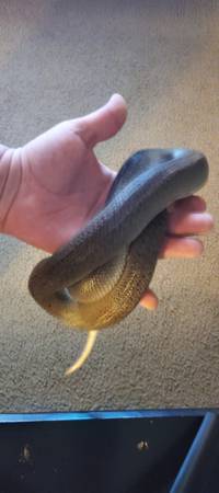 Python (Bremerton)63911483314178121