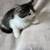 Kitten 1 thumbnail