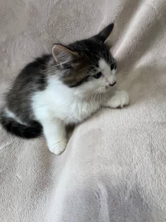 Kitten 1