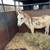 Miniature Spotted Donkey. 2 thumbnail
