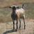 alpine goat 2 thumbnail