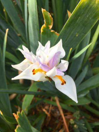 WILD AFRICAN IRIS 1