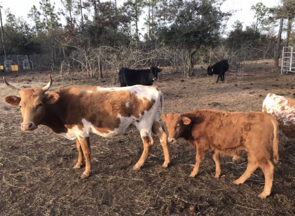 Florida Cracker Cattle Bull Calf 1