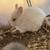 Bunnies 3 thumbnail