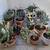 Cacti in planter pots and plant stands 3 thumbnail