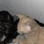 Farm kittens 1 thumbnail