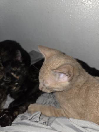 Farm kittens 1