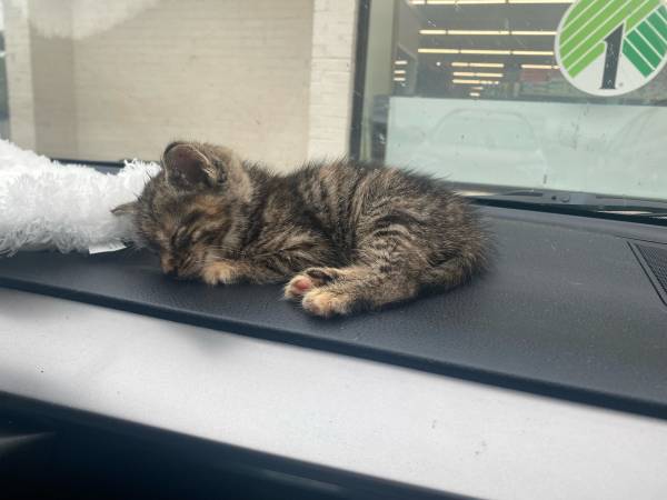 Kitten needs home (Hancock)63901111725315122