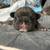 Frenchie pups 4 thumbnail