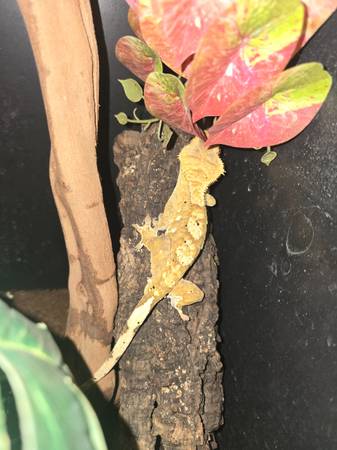 Various crested geckos540116012845639682