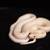 Blue Eyed Leucistic Rainbow Boa 3 thumbnail