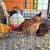 Olive Egger Hatching Eggs 5 thumbnail
