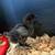 Chicks 2 thumbnail