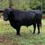 Cattle herd reduction 9 thumbnail