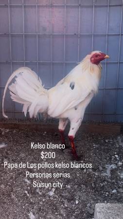 Gamefowl 1