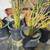 Beautiful Drought Tolerant Desert Plants for your Home! 18 thumbnail