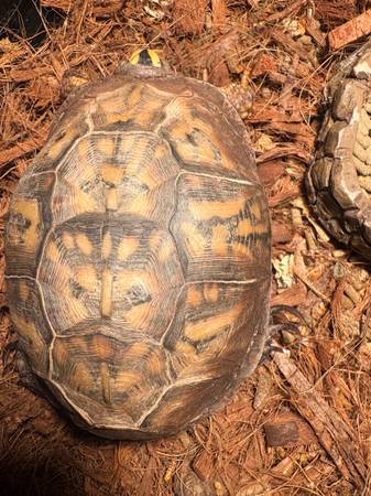 Box turtle and enclosure
