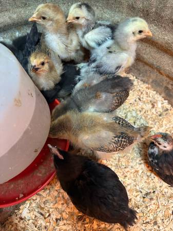 Chicks 1