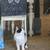 Blind special needs kitty 1 thumbnail
