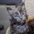 Maine coon kittens 3 thumbnail