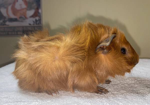 Abyssinian Guinea pigs64009055561473123