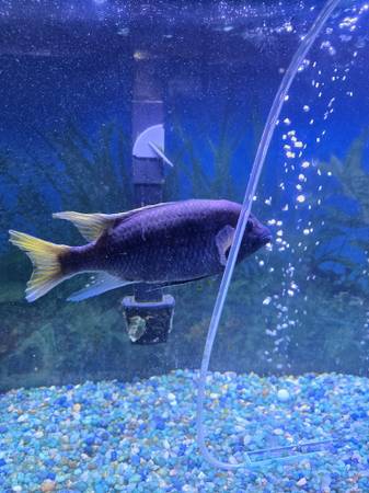 Large Yellow Tail Acei 1